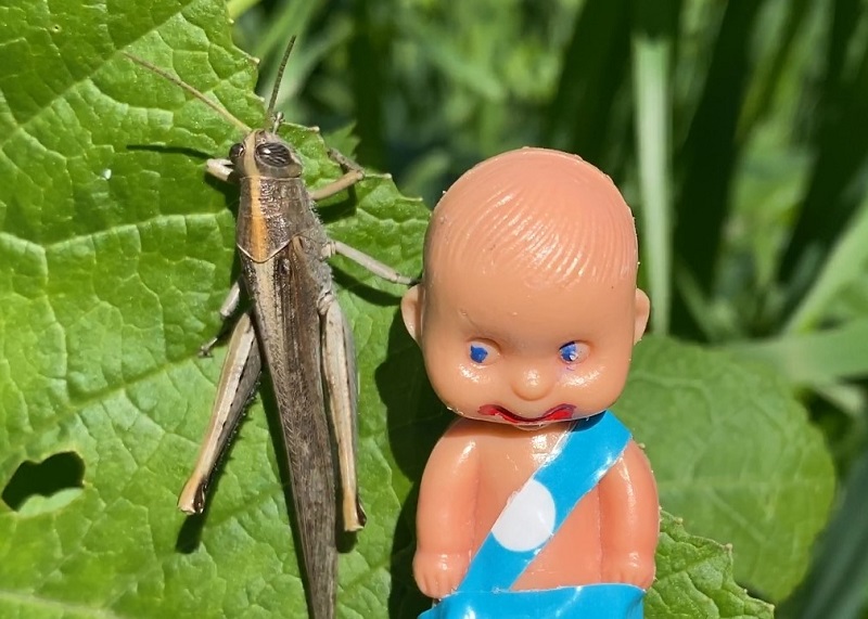 Brutus Baby with Grasshopper